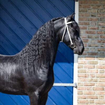 Sander