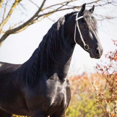 Sander - Afbeelding 3