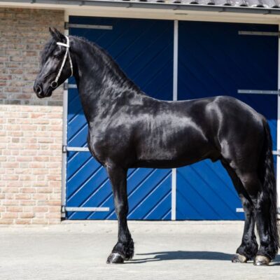 Sander - Afbeelding 5