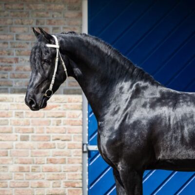 Sander - Afbeelding 4