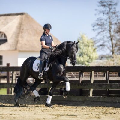 Sander - Afbeelding 6