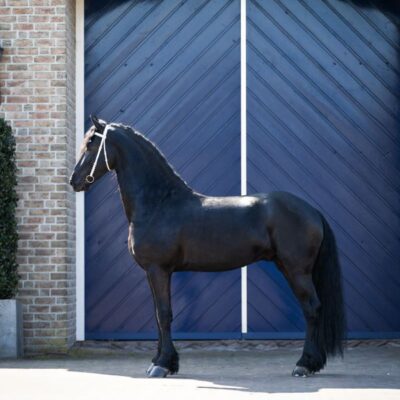 Sander - Afbeelding 7