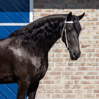 Noortje Ster AA - Afbeelding 3