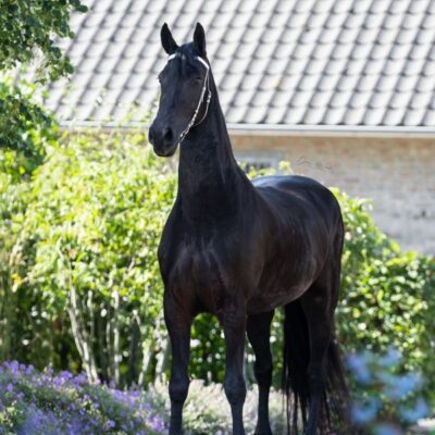 Noortje Ster AA - Afbeelding 5