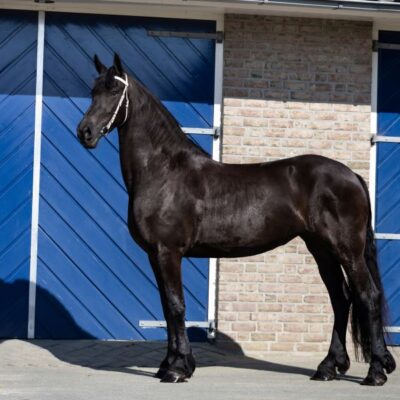 Noortje Ster AA - Afbeelding 2