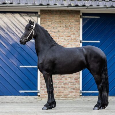 Tessa Ster - Afbeelding 5