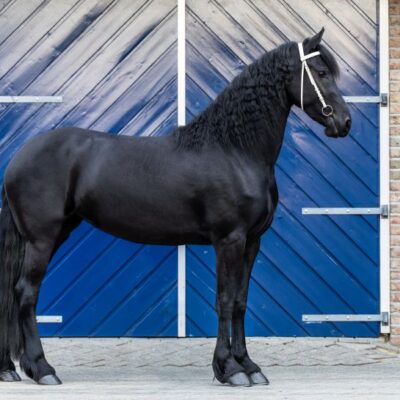 Tessa Ster - Afbeelding 2