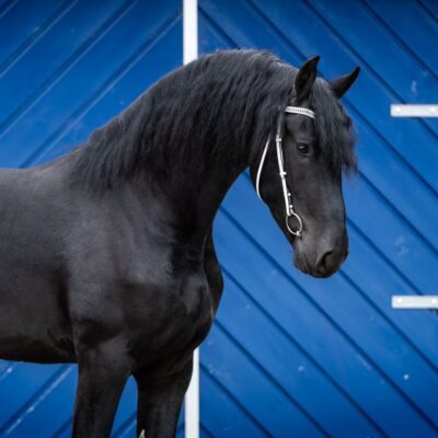 Wouter - Afbeelding 6