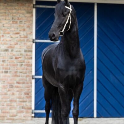 Tessa Ster - Afbeelding 6