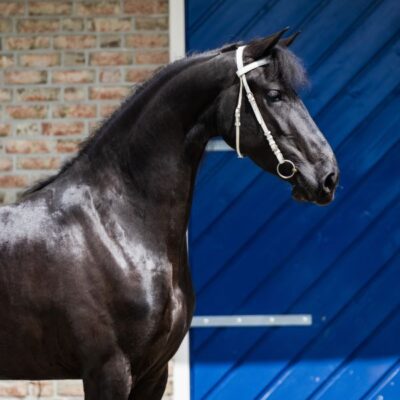 Sieske