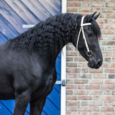 Tessa Ster - Afbeelding 4