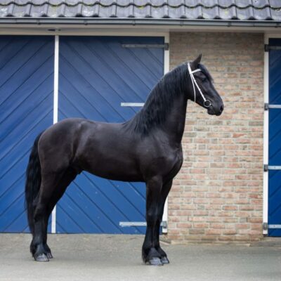 Ysbran - Afbeelding 2