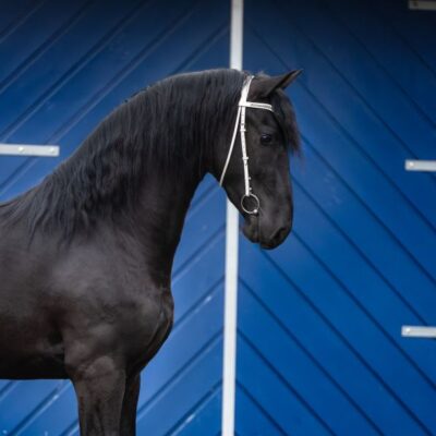 Ysbran - Afbeelding 3