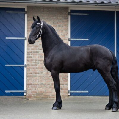 Ysbran - Afbeelding 4