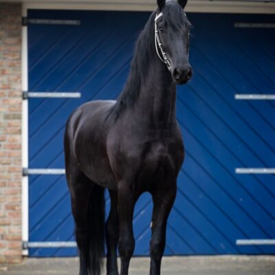 Ysbran - Afbeelding 5