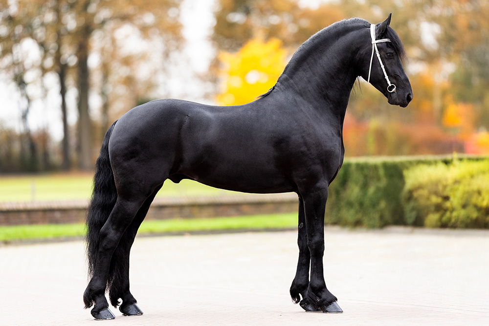 Syb-552-Standfoto-klein-website