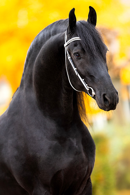 Syb-552-hoofdfoto-klein-website